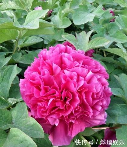 扦插|月季扦插不“生根”,什么步骤错了4步正确步骤详解,为你解惑