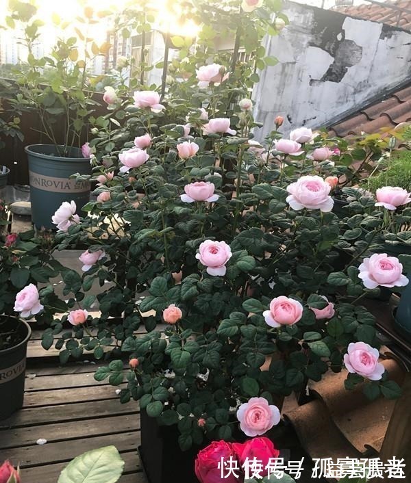 漂亮|此款世界名花,超级漂亮,开花勤快,好养易管理,室内盆栽也可以!