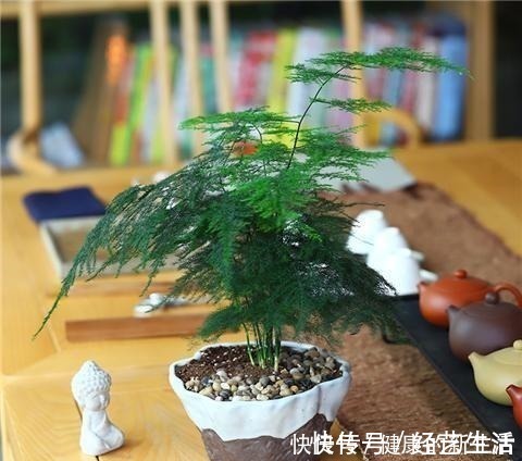 种花|这5种花，天生不能晒，一晒就黄了，不信你就试试！