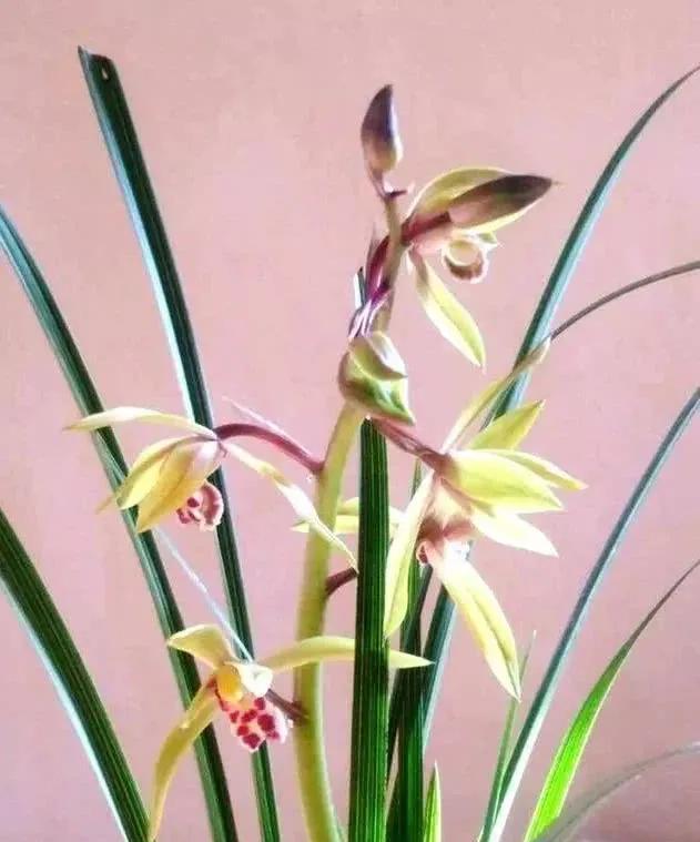 兰花要复壮,营养要跟上,怎样给兰花增加营养?