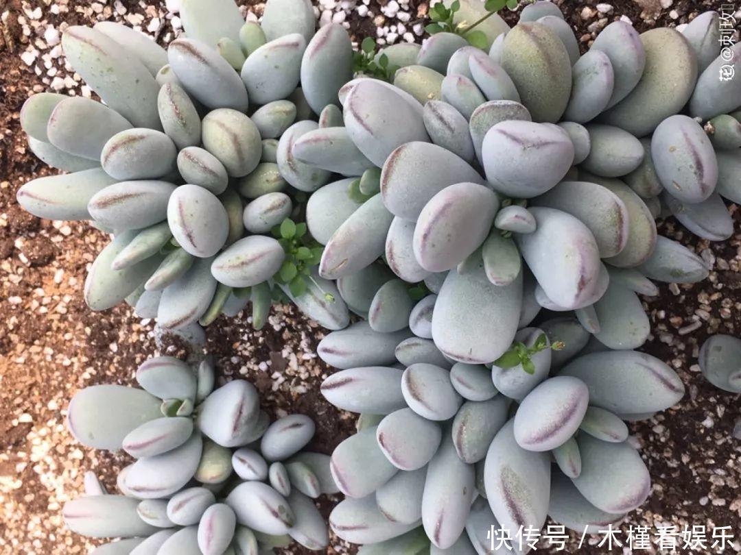 蓝鸟|碰上这种多肉,直接分株吧,毕竟是圈里出名的叶插老大难!