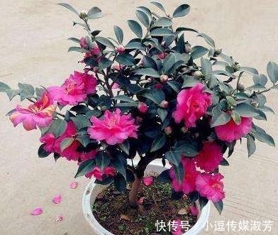 茶花|茶花换盆有“方法”,做好“几点”,叶子不脱落,7天就开始长根