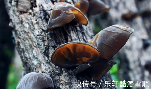 木耳|三味“阴阳双补”的中药,当“零嘴”吃,做生猛小老虎