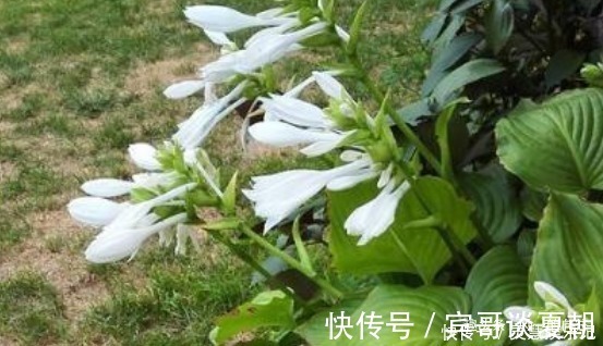 竹芋|这3种花最怕阳光，越阴凉越生长的旺！阳光晒反而活不长