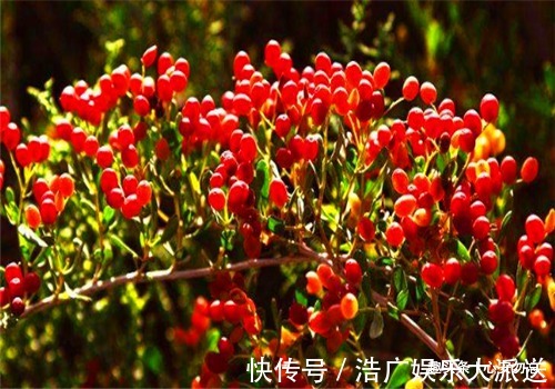 圣女果|女性不愿老太快，推荐常吃4种食物，排除毒素，预防子宫早衰