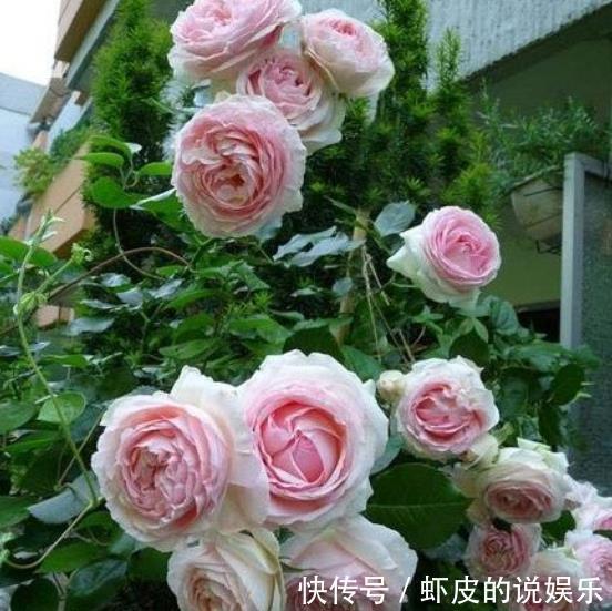 11月养3种耐寒花，种一次年年有花赏，轻松开出一面花墙