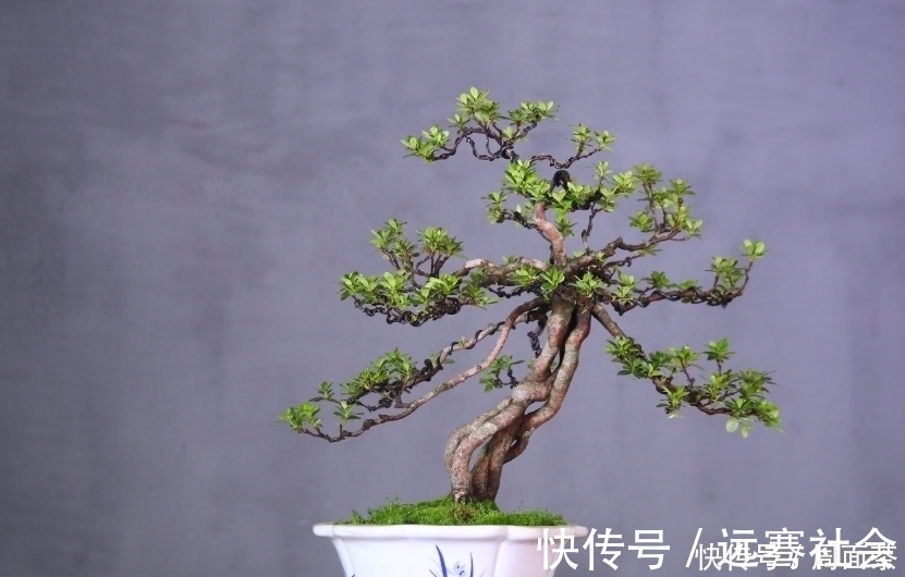 园艺|中国盆景欣赏，园艺大师经过几十年的精心打理，感受盆景独特的美