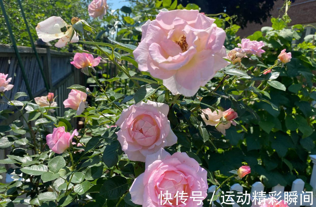 阳台种3种花，一年至少开三个季节，花量大颜色美花期长很绚烂