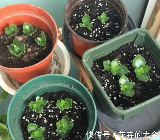 秋天降温后,5种花赶紧扦插,不黑腐生根快,一盆轻松变多盆