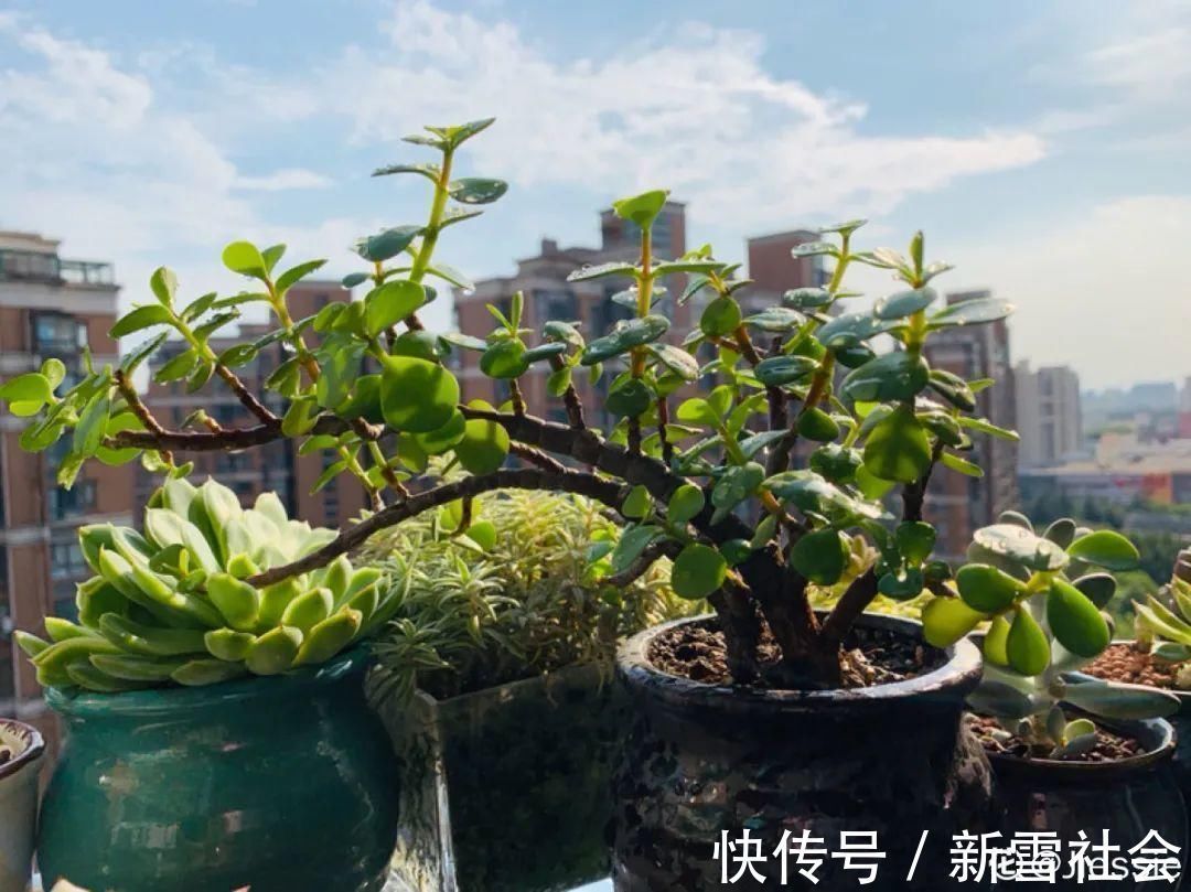 氮钾|金枝玉叶开花了，真花长这样，很多人没见过