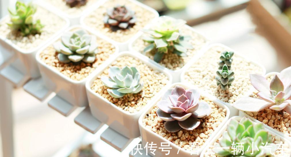 学会这9招,你也可以成为多肉种植高手