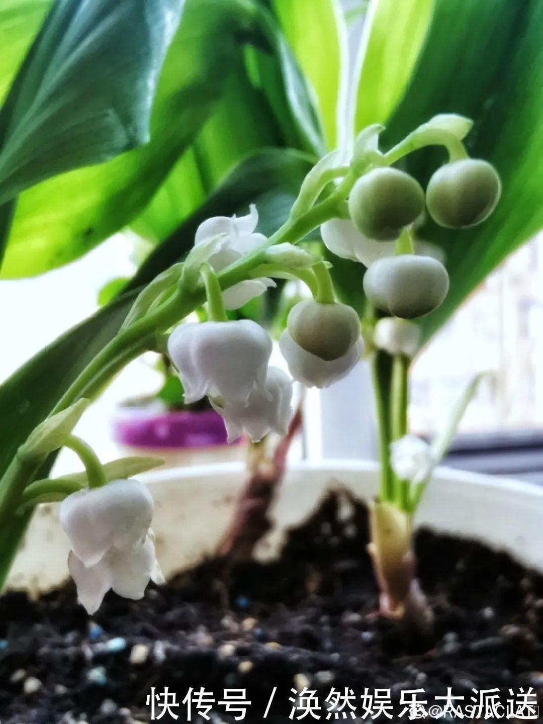 5种花真稀罕,叶子越晒越红彤彤,一盆能开20朵!