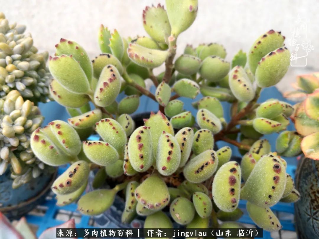 花月|多肉露养度夏,没遮阳没遮雨,有惊无险!