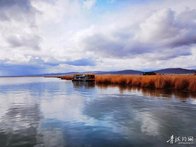 天堂|鸟类天堂——青海可鲁克湖