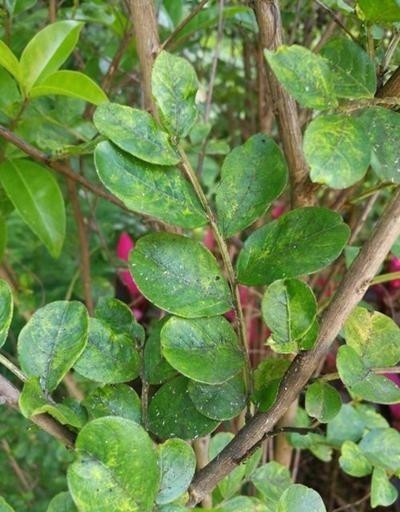 6种易遭真菌迫害的植物,有这几种花的,平时养护可得注意了!