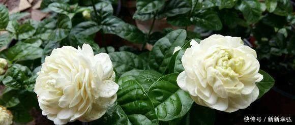 停歇|夏季茉莉如何生长,给花盆里加点这个,开花从不停歇,好香