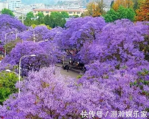 公交|川南这座隐匿千年的古城蓝花楹盛放时，紫蓝花海正撩人！