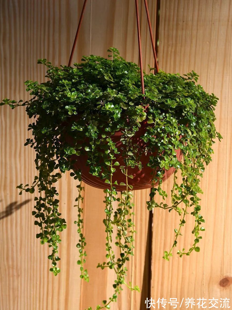 8种小众的垂盆花卉,小巧且可爱,朝东的窗台上可悬挂几盆
