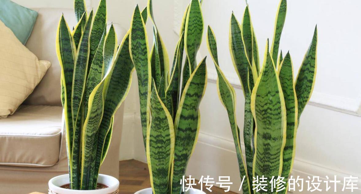 净化|5种植物养在家中,不仅净化空气还能促进睡眠呢