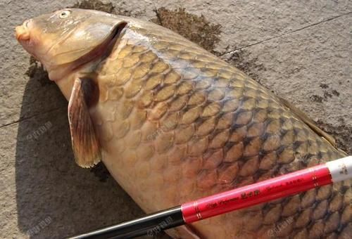 鱼贩子|4种鱼尽量少食用,或是甲醛与重金属的藏身处,鱼贩子不会吃