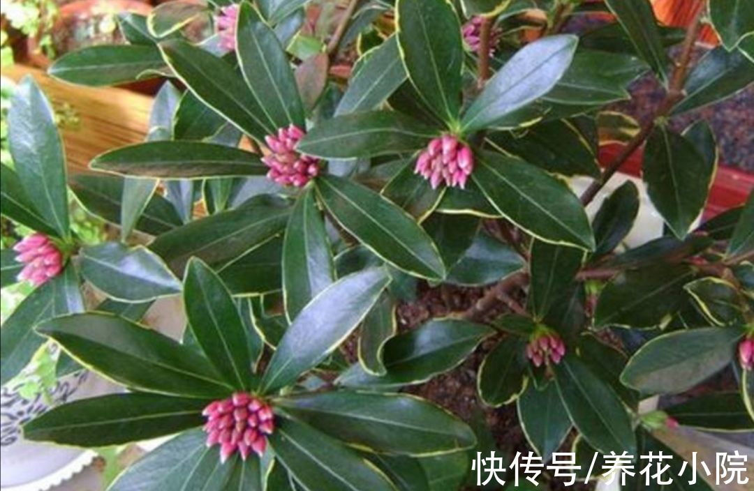 植株|家里养这6种花，9月赶紧补肥，才能长得旺，孕蕾更多