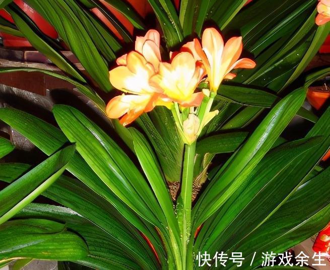 霜降过后，家里必备4盆花，叶子绿、花色艳，越养越喜欢