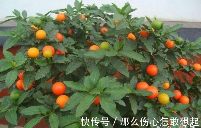 数据库|漂亮的有毒花,认识20种“大毒花”,涨知识不吃亏