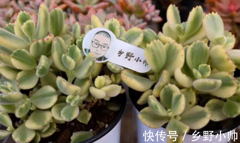 不适合叶插的品种有哪些?叶插也要选好品种,否则发根太难了