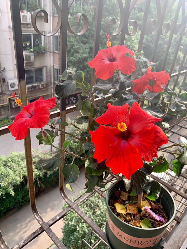 养花就养这4款,服盆快长势快,阳台上密植一片,开花烂漫迷人眼