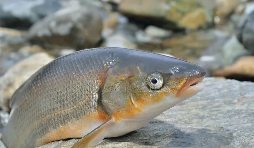 黄河鱼的秘密:跃龙门的不是鲤鱼,是谁?谁当了数百年的宫廷鱼?