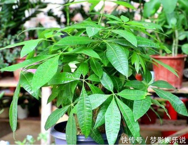 阳台上|正月二十七,家里养上4种花,净化空气好,好养又便宜