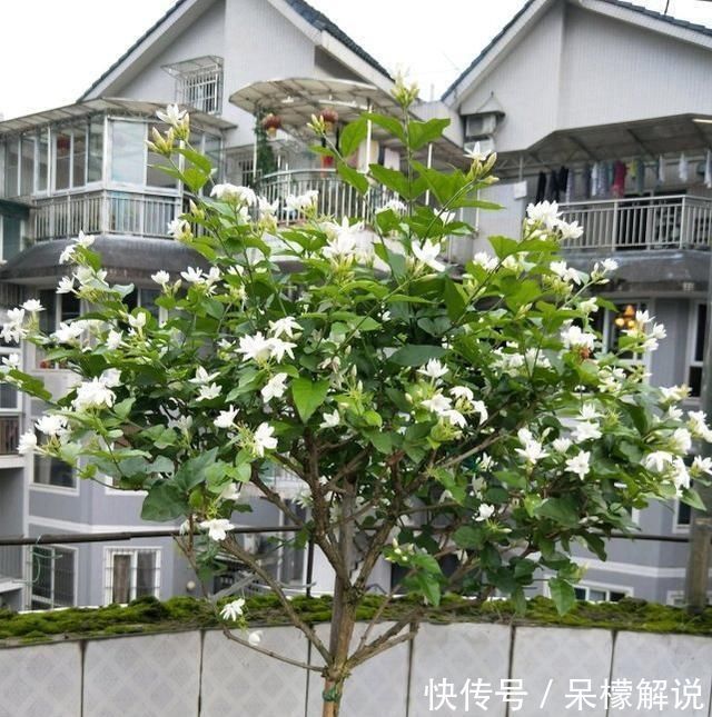 茉莉|茉莉修剪后，新枝细弱是这3点没做好，改一改，茉莉复花又爆盆