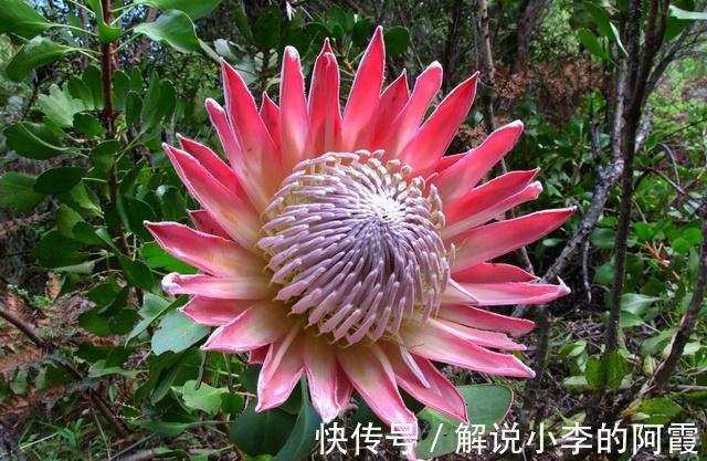 金色“大莲花”好看还好吃,“巨大神秘”的花,你肯定没见过