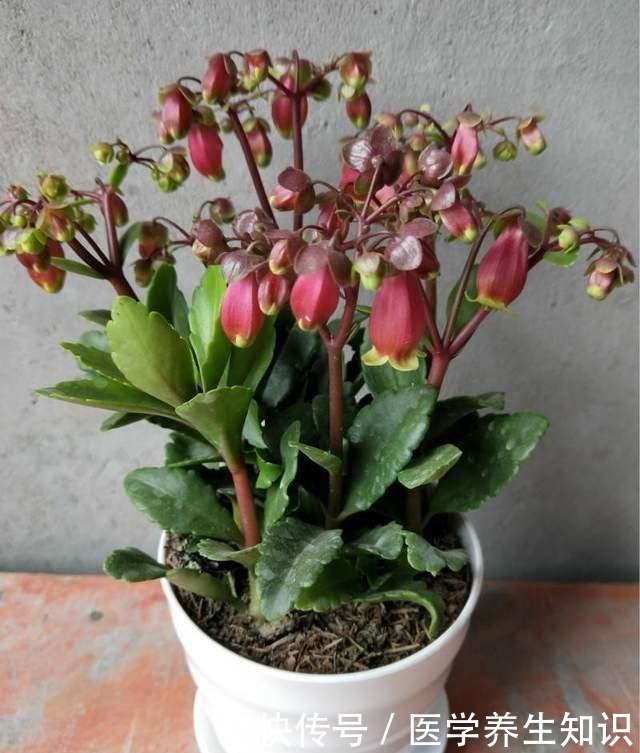 这3种花特别的耐寒,完全不将冬天放在眼里,天越冷花朵越漂亮!