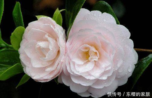 4种花太美了,花色绚丽美观,多季节开花