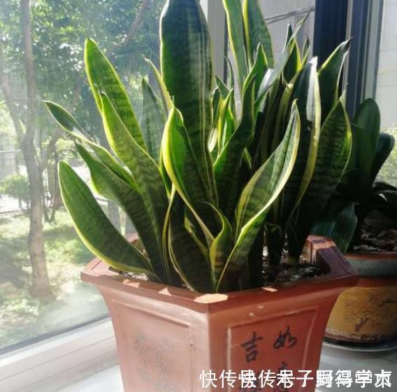 君子兰生长不佳,就喂一些“醋”,根系更壮硕,花朵更艳了