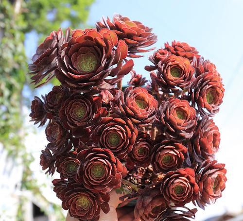 养多肉法师，做好这些事，不黑腐化水，长成老桩霸气十足