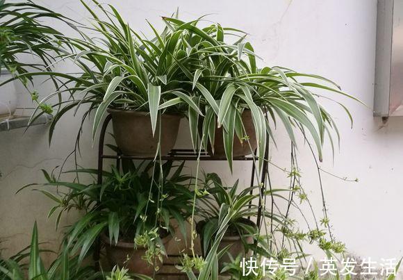 吊兰|花盆里的土壤“裂开”了,“1把它”撒下去,3天变疏松,根系健壮