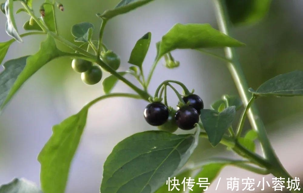 一种茄子，全株都有毒，却成南方民间美味野菜，做腌菜是一绝