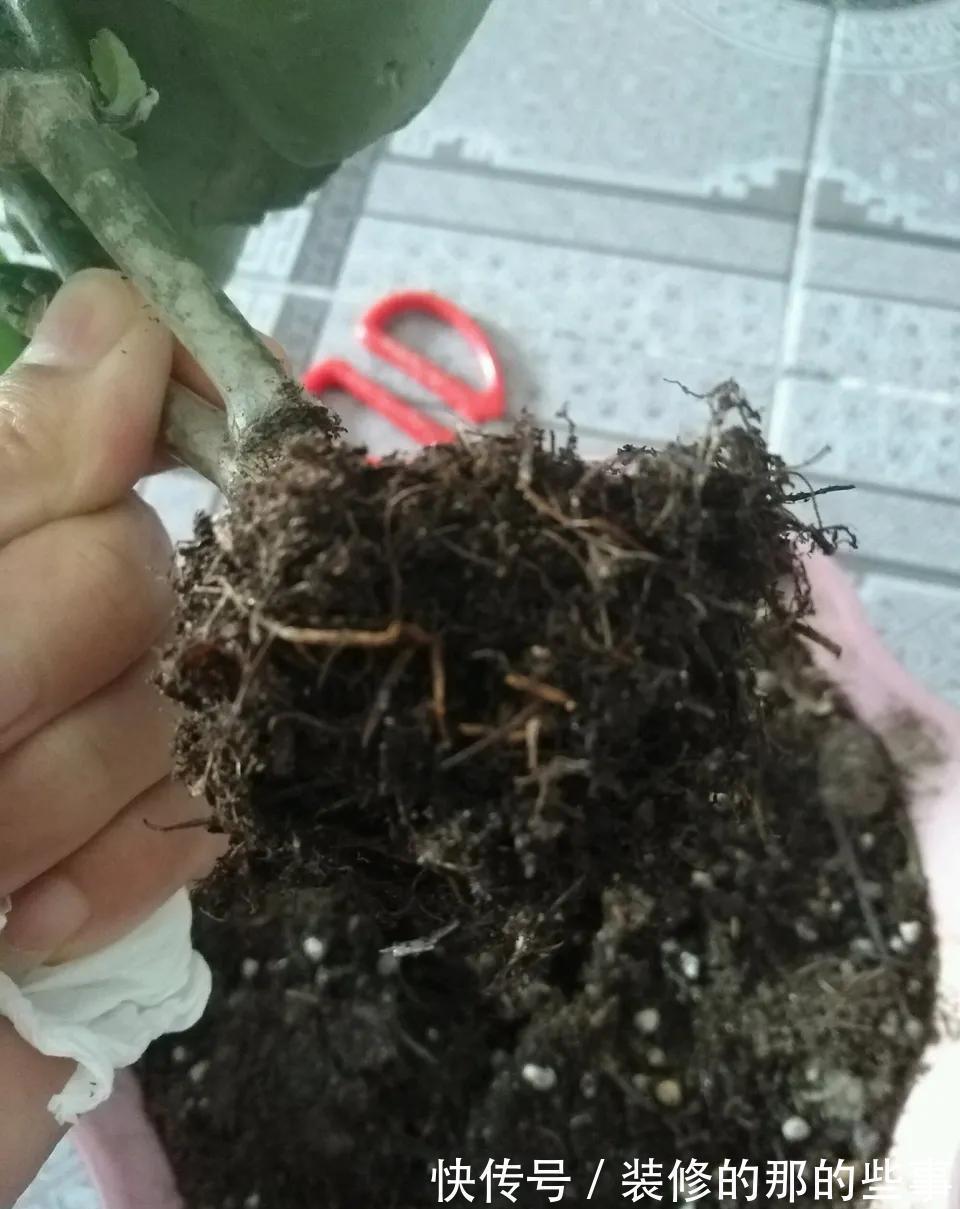 6种“泼辣花”,容易被浇死,越懒养越爆,勤快人养不好