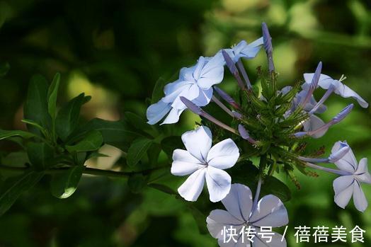 这五种花，南方花友随便挑，一年四季花开不断