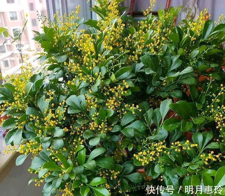 4种花很漂亮，好养易活能爆盆，开花漂亮花期长，谁养谁喜欢