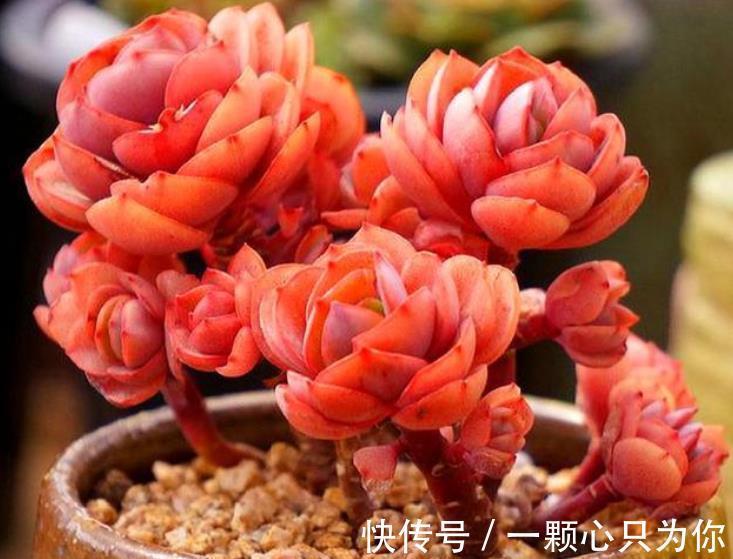 新手养多肉秀妍,做好4件事,叶片红艳美极了,还能养成小老桩