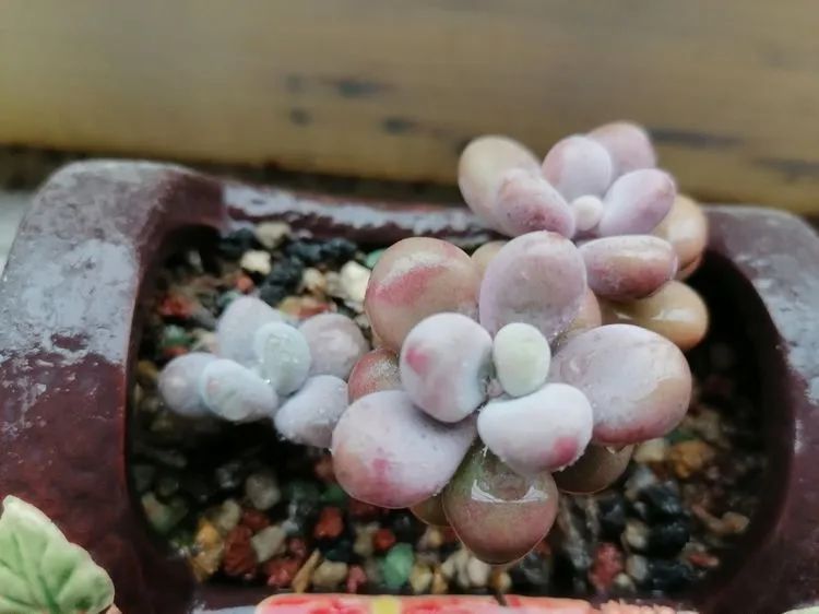 观音莲|90后川妹子的“丑肉”逆袭记!时光不弃,多肉常在!