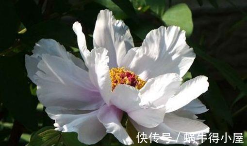白天鹅|农历7月12日开始,养花养个耐看的,花开爆盆美如花,年年开爆盆