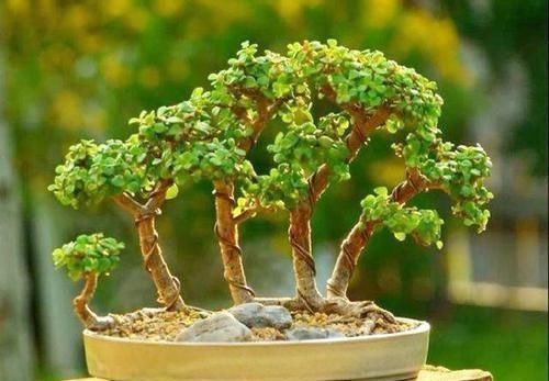 金枝玉叶小苗苗,一年快速变老桩,沧桑古朴做盆景,价格翻倍长