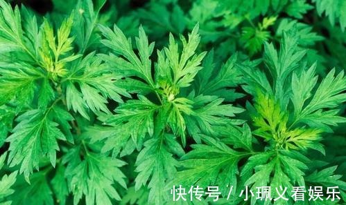 坐骨|厉害了!大蒜配它,解除了3年神经压迫坐骨痛,腰间盘突出拜拜!