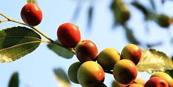 强身健体|助眠冠军并不是酸枣仁，而是它，没事吃一点，睡得踏实气色好