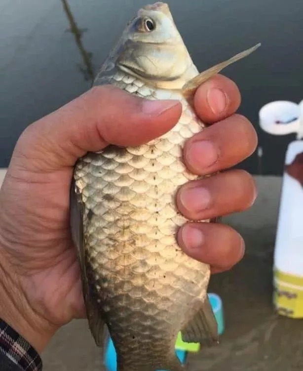 钓位|冬季钓鱼到底该钓多深?弄清楚这3个问题,离爆护就不远了