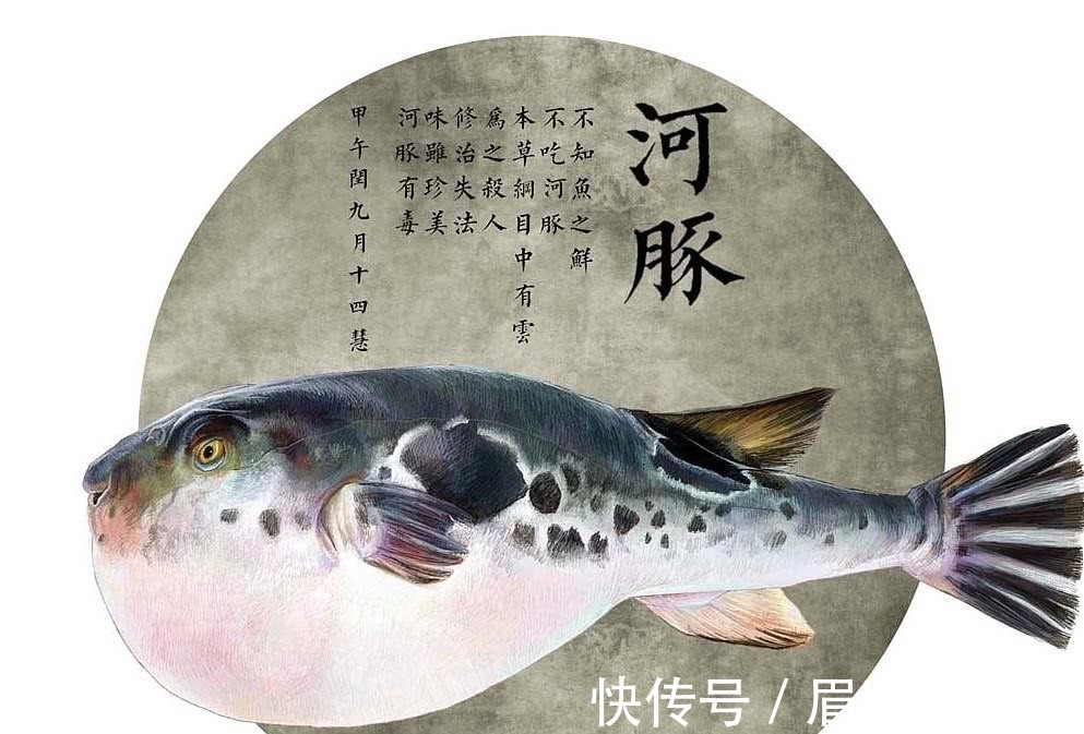 用手抓河豚有毒吗 用手抓河豚有毒吗